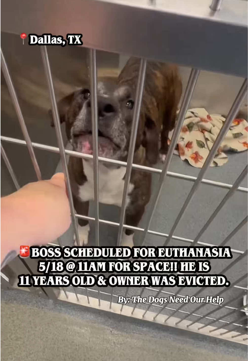 @The Dogs Need Our Help