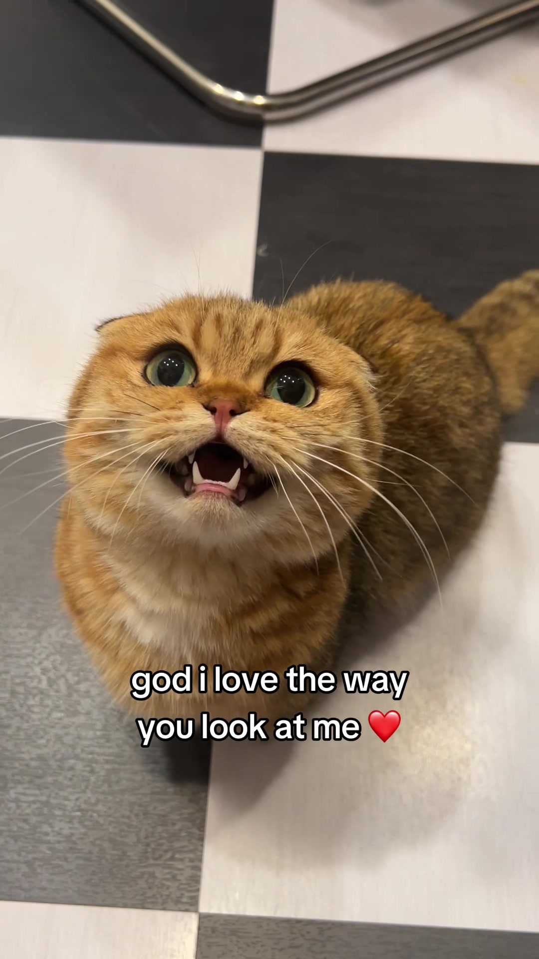 @honey butter chicken biscuit