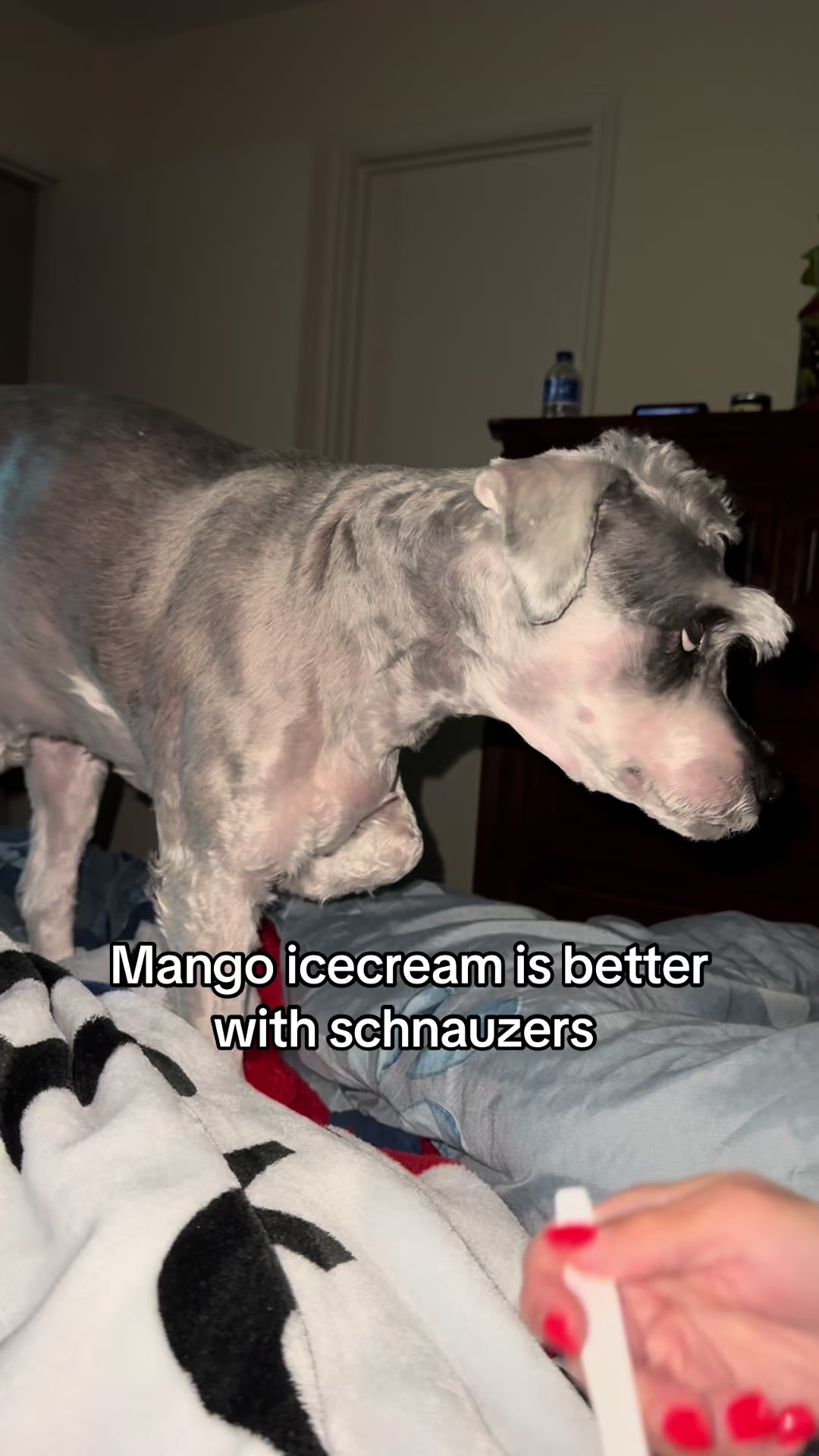 @Cooper The Schnauzer