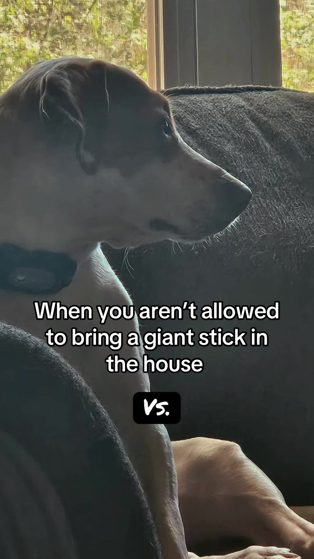 @Sproutie 🐶