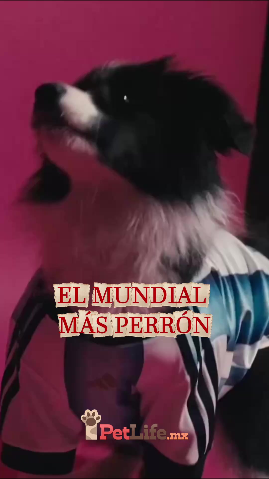 @Petlife