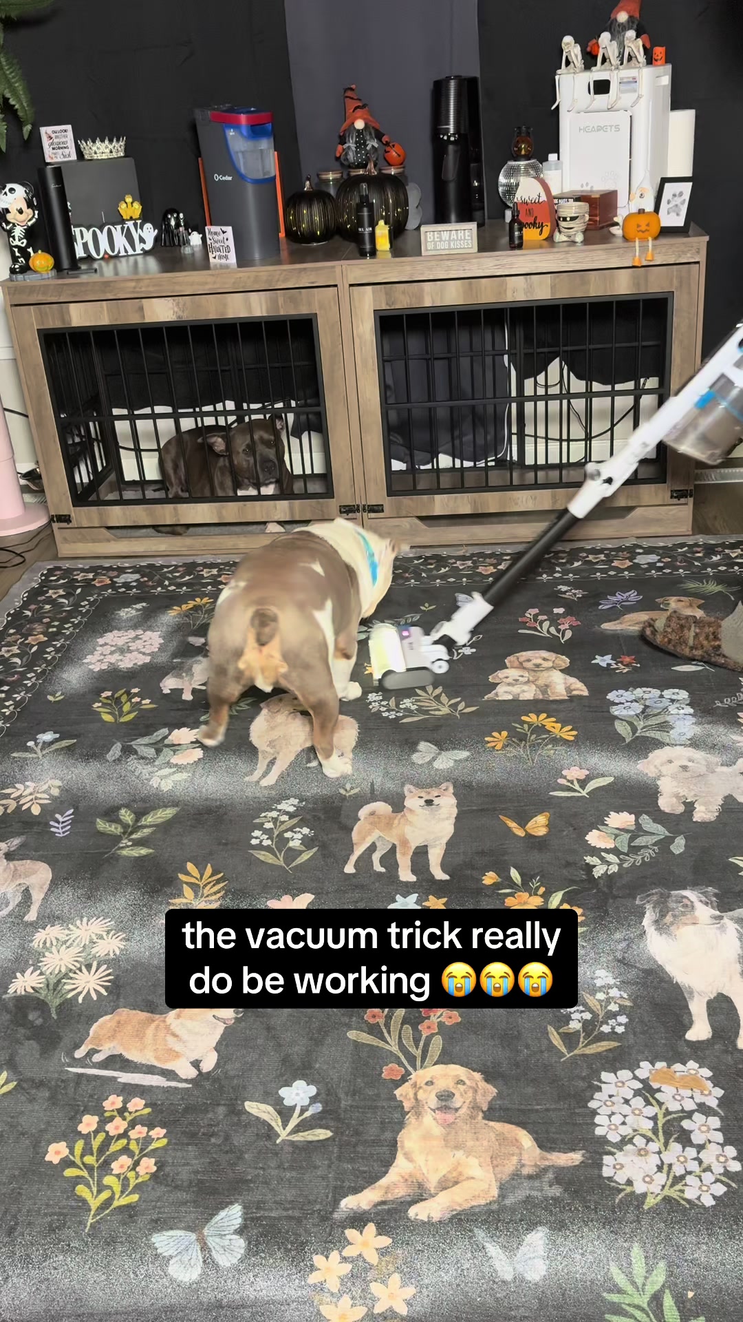@kai•thedogmother🐾