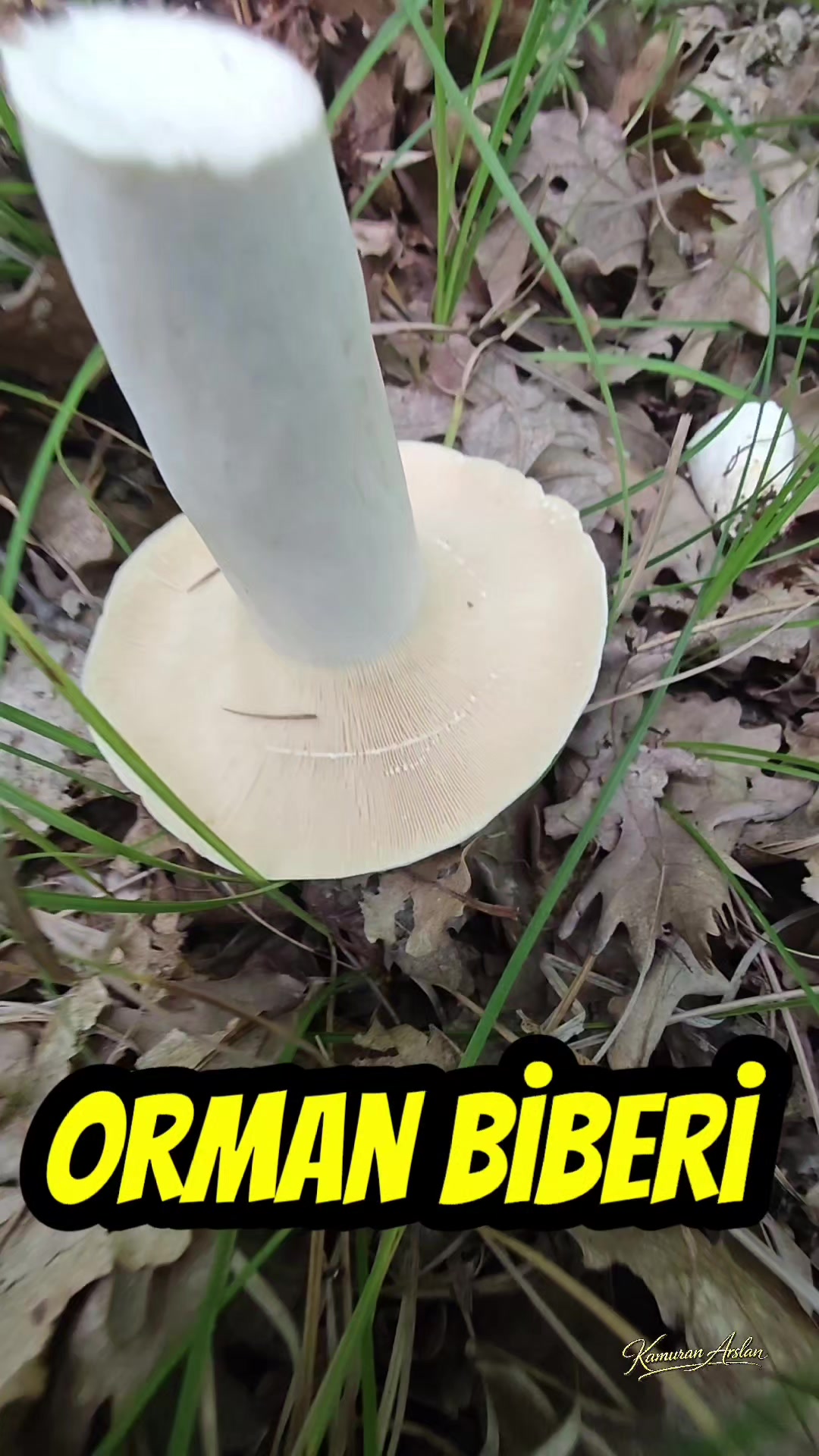 @Kamuran Arslan