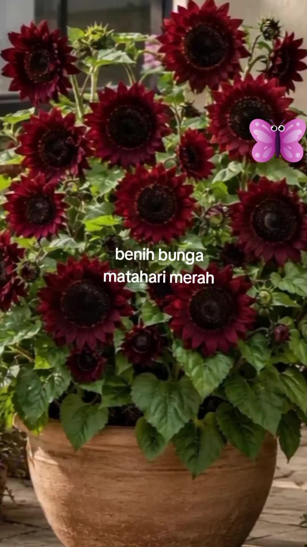 @NUNUNG INSANI