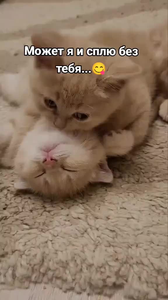 @Мой котик