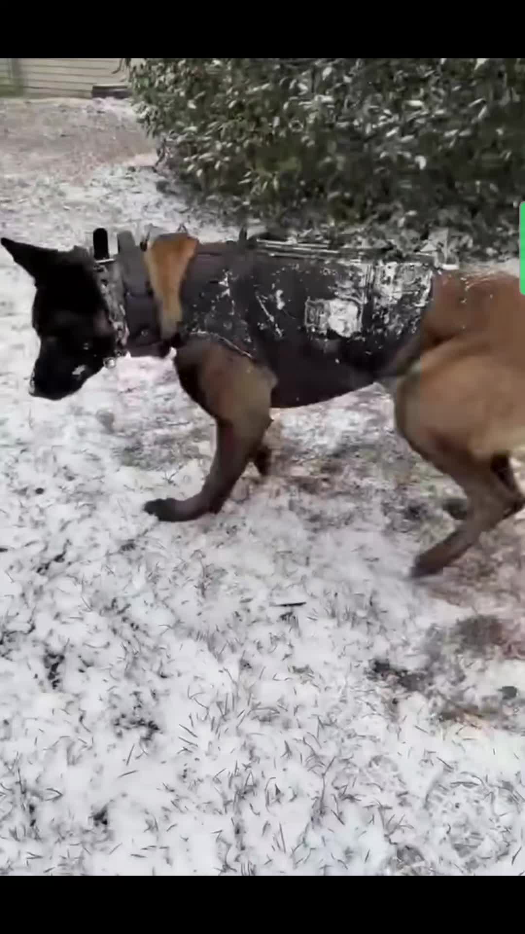 @BluePawsMatter