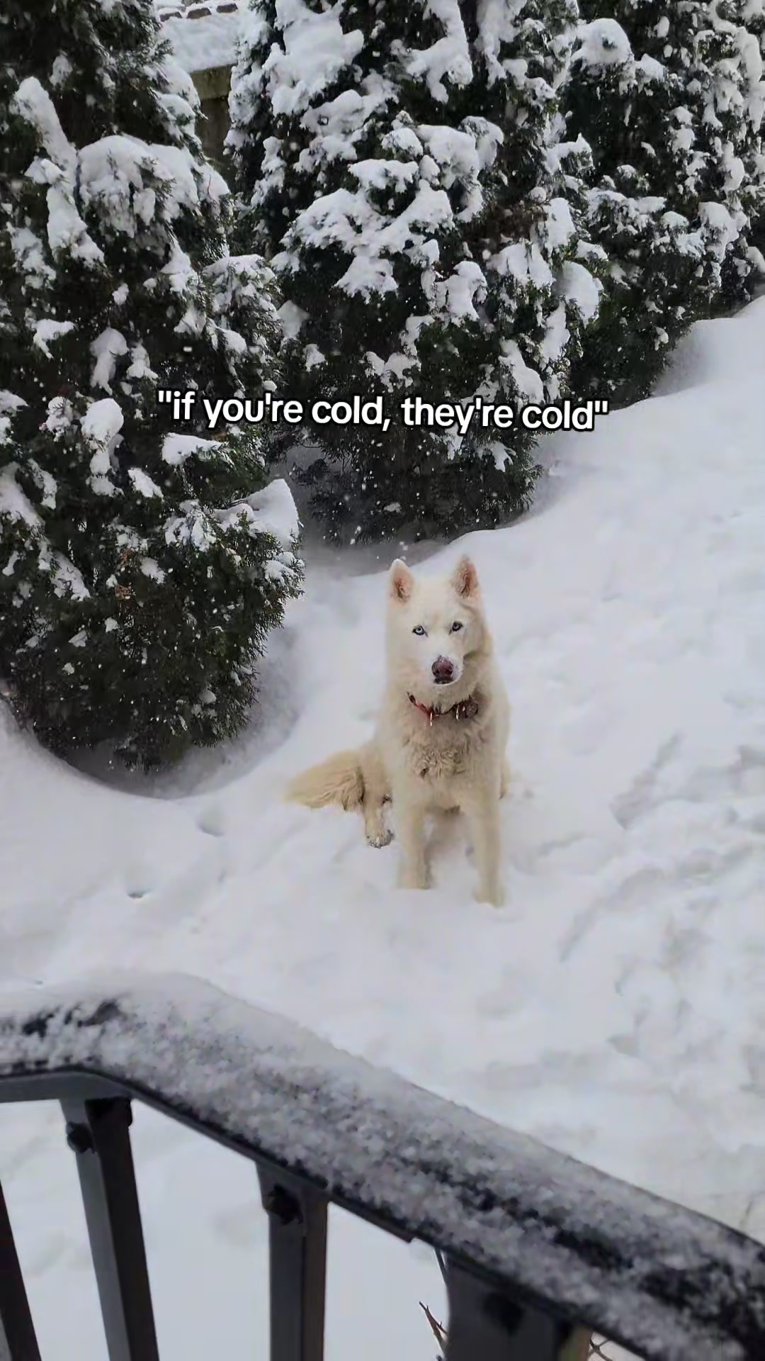 @Best dog186