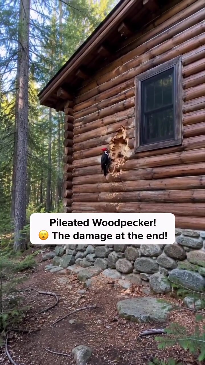 @thevoidstomper