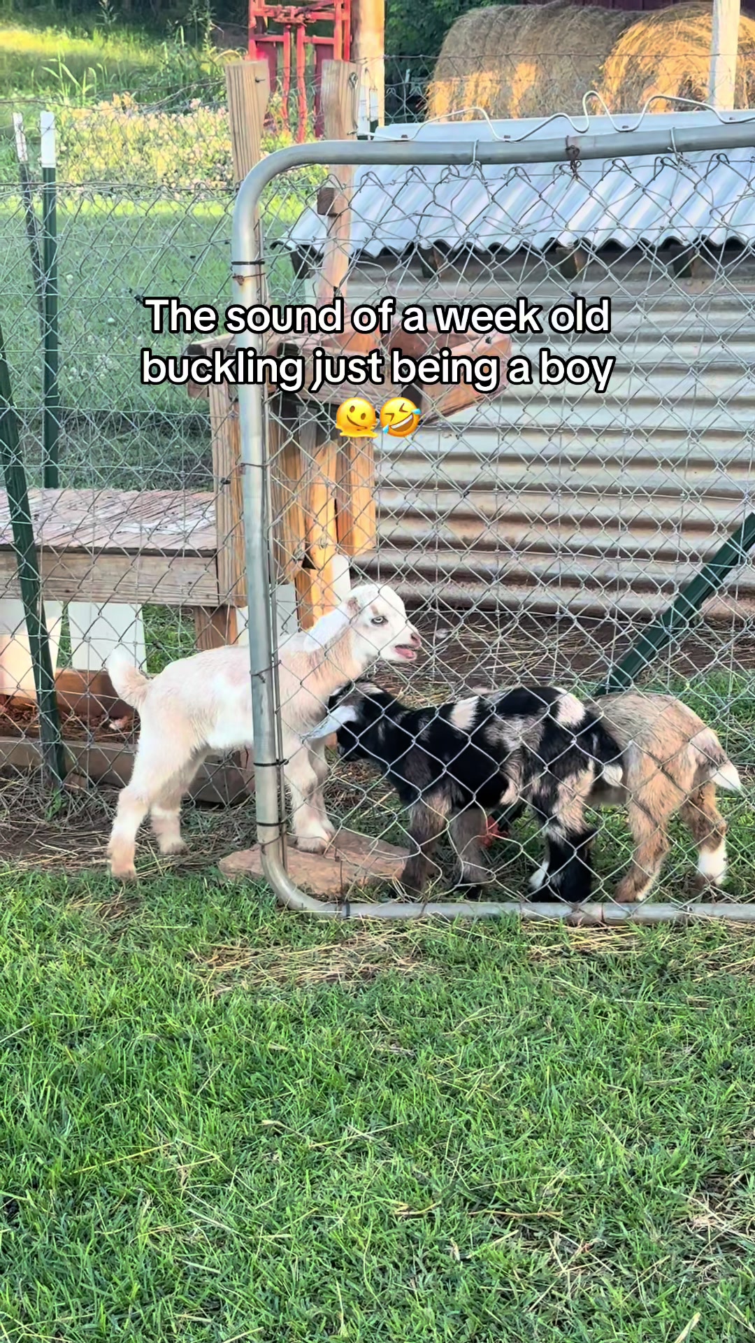 @Momma Tay🐐🐓👩🏼&zwj;🌾💕