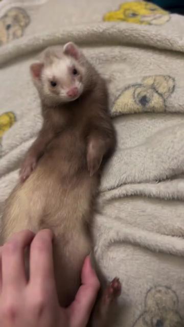 @Little star ferrets