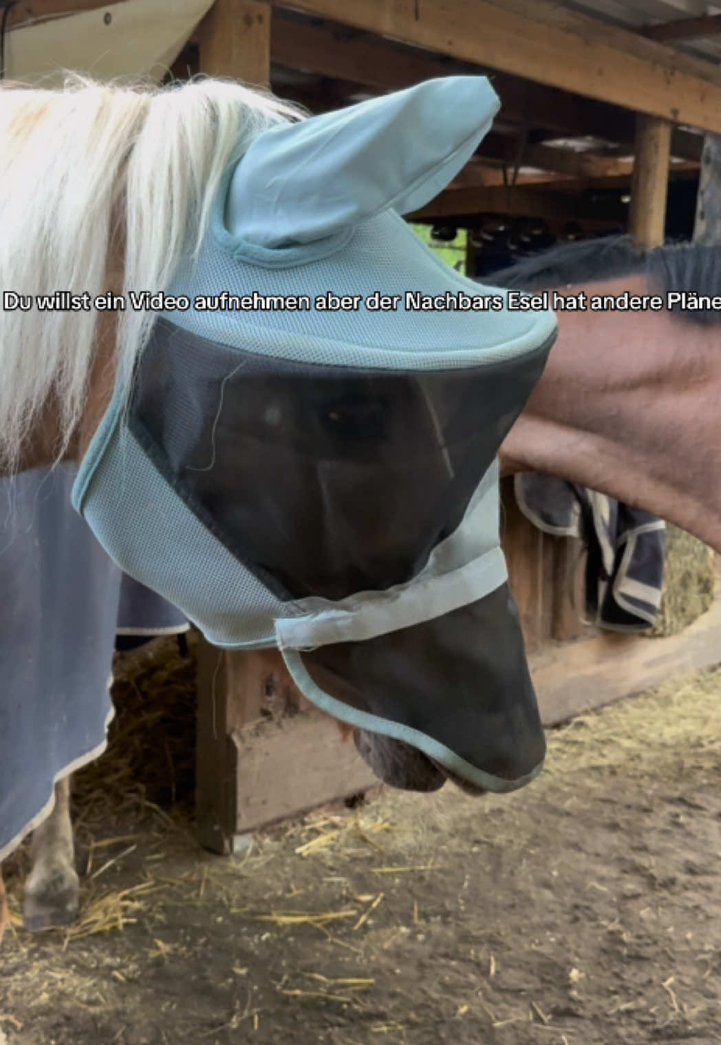 @Ponyhausen