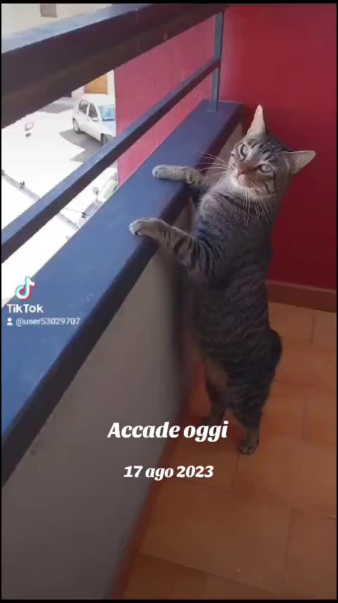 @elisabettacarucci