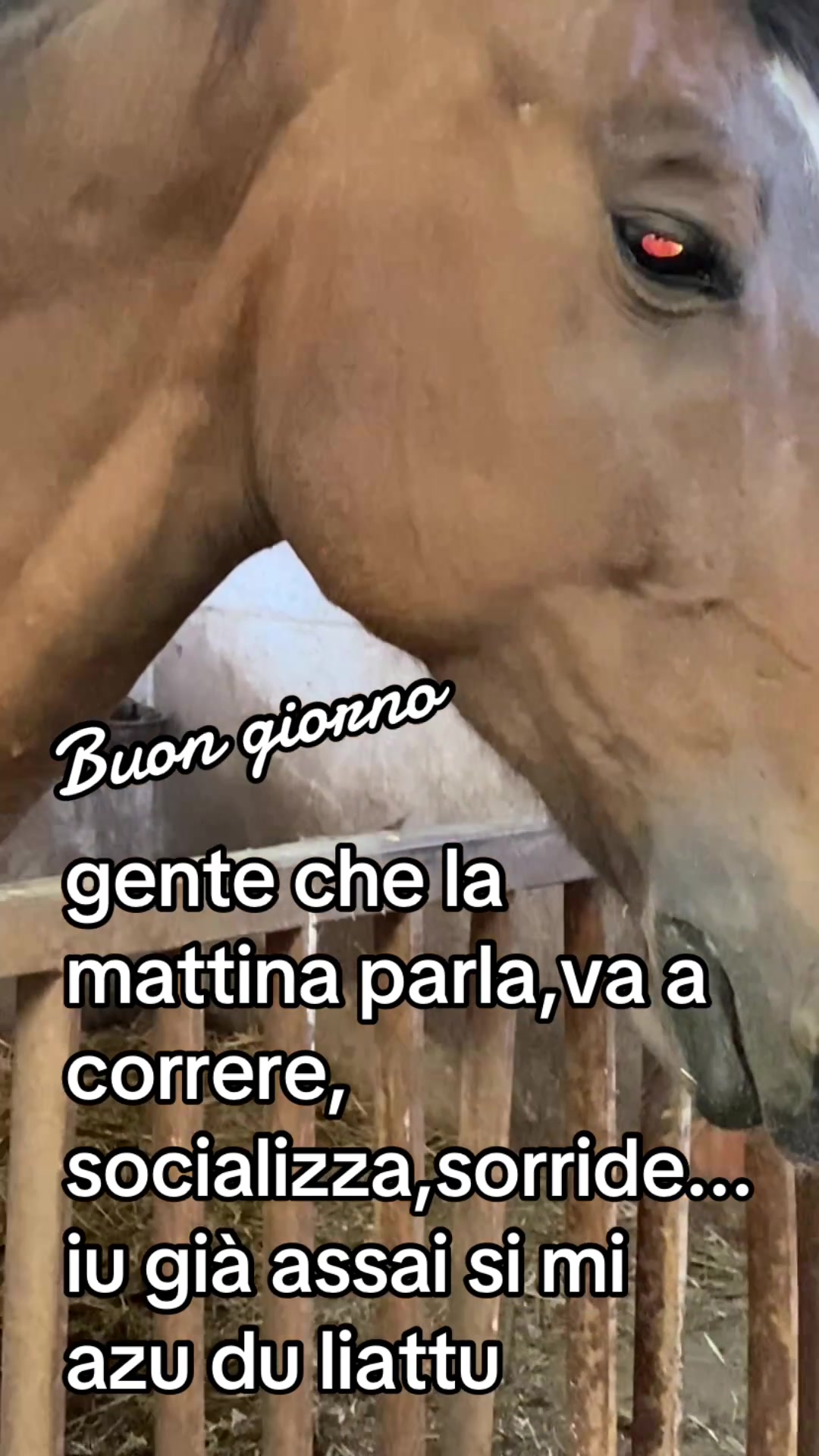 @Tot&ograve;ucurtu