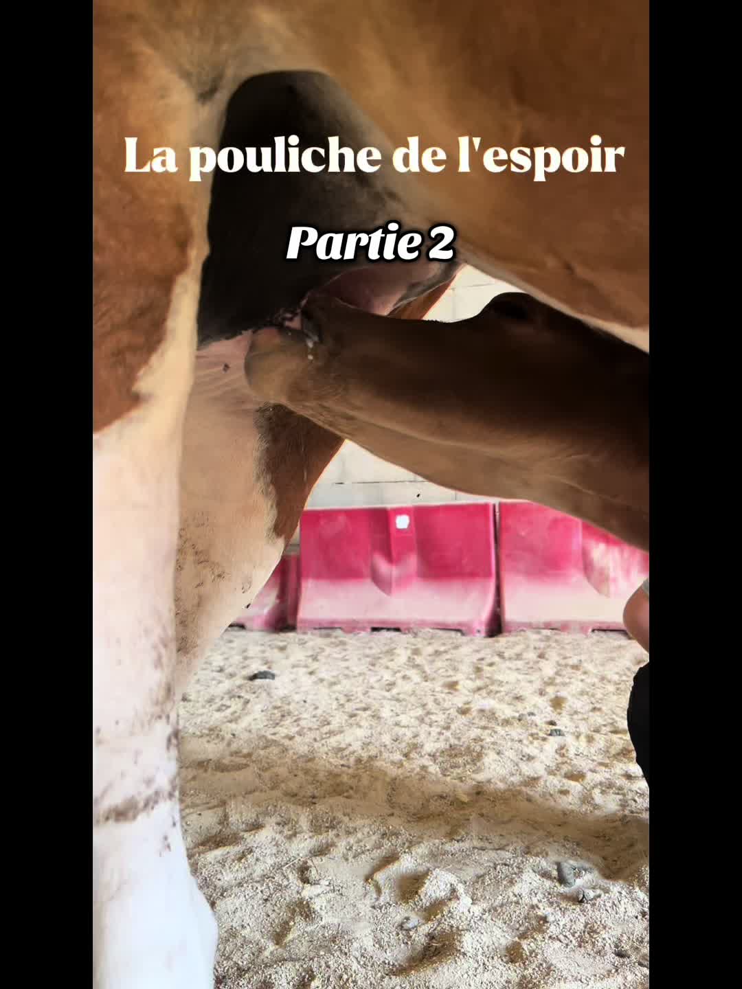 @LA PANTA Horse Ethic Ranch