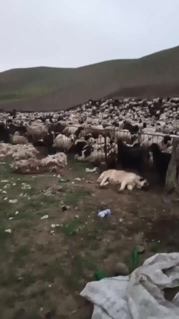 @Zahid cehrili