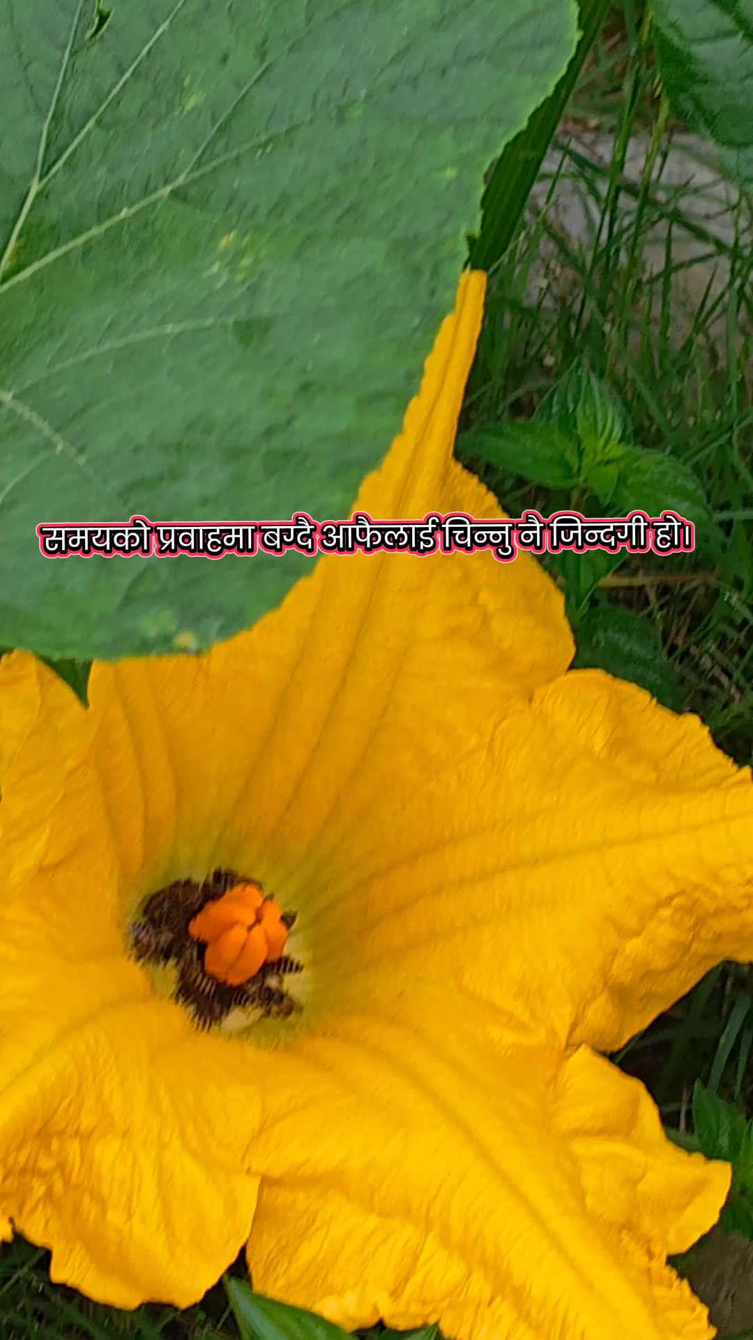 @☘️AnandajyotisthA☘️🌸