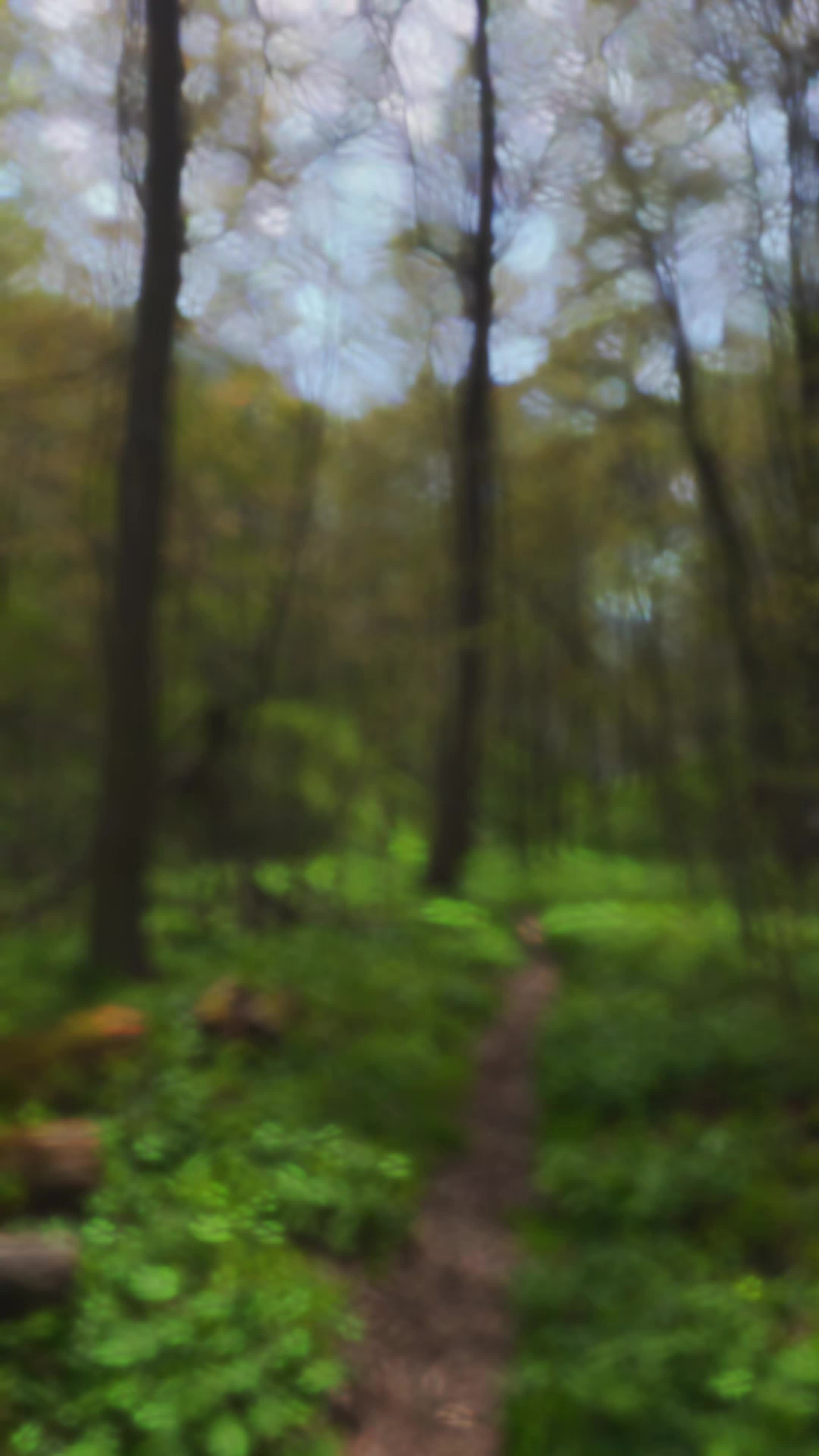 @🌲 FOR;REST WELLNESS🌲 🇨🇦