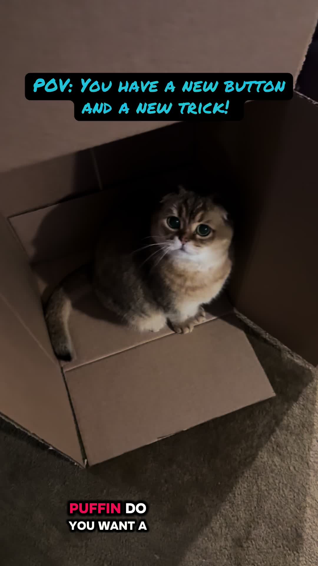 @Puffindoestricks