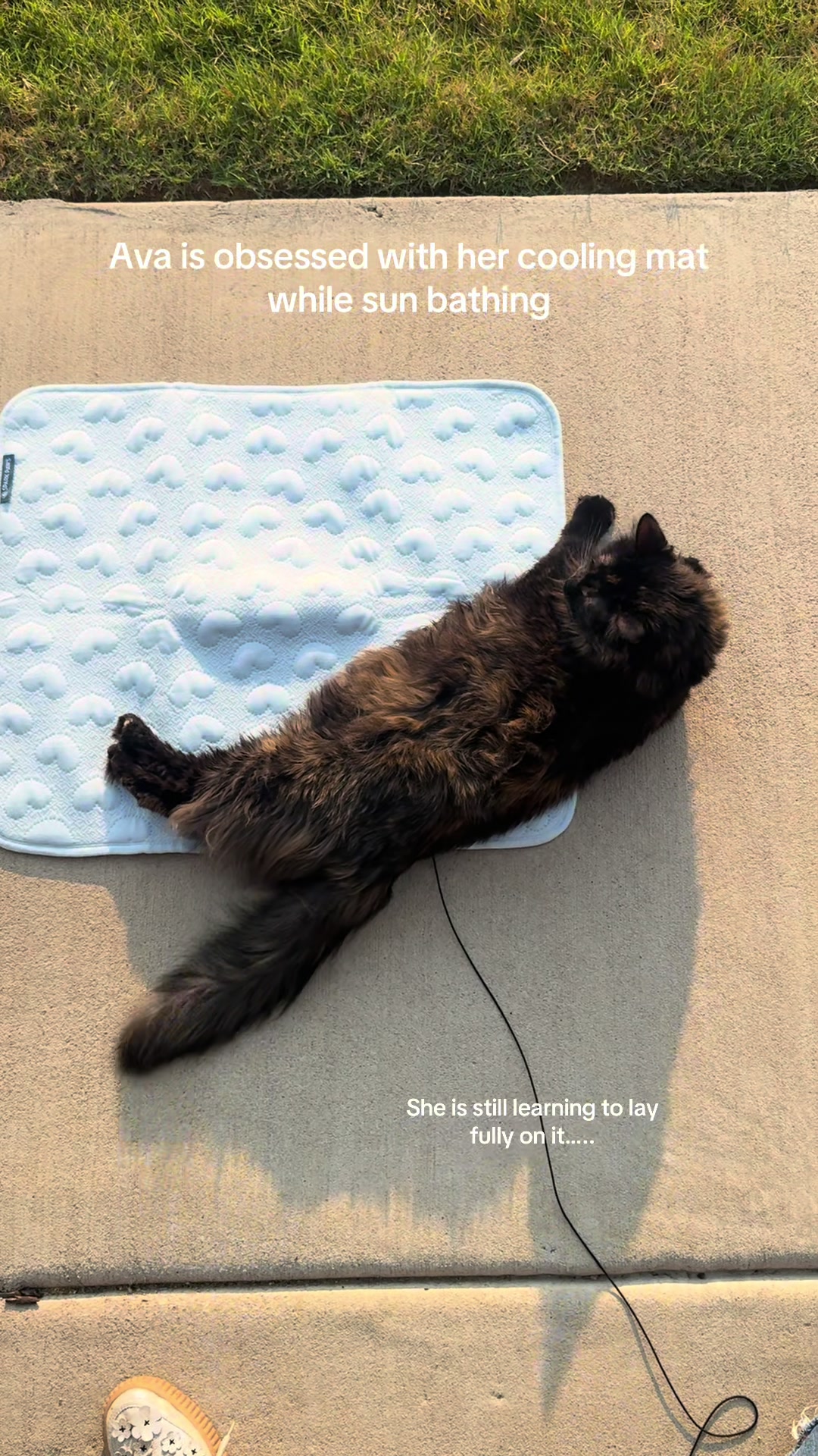 @Ava the cat and her mom