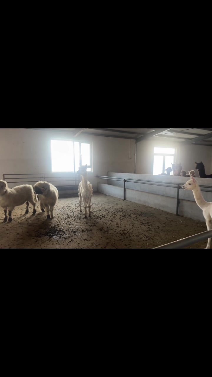 @網上動物