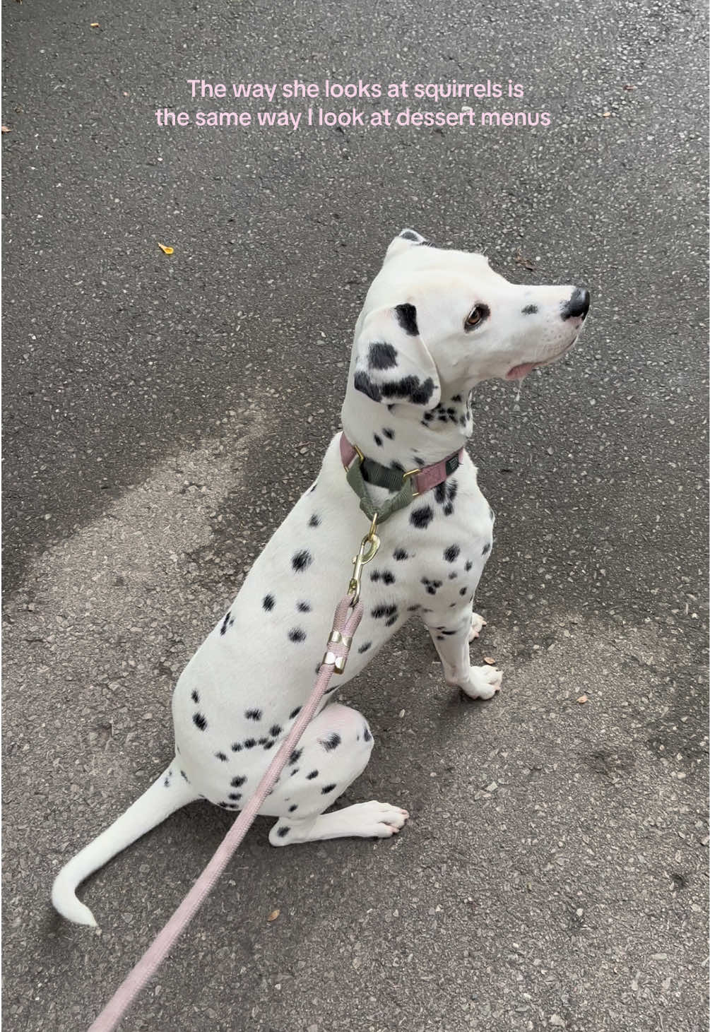 @Nevada the Dalmatian