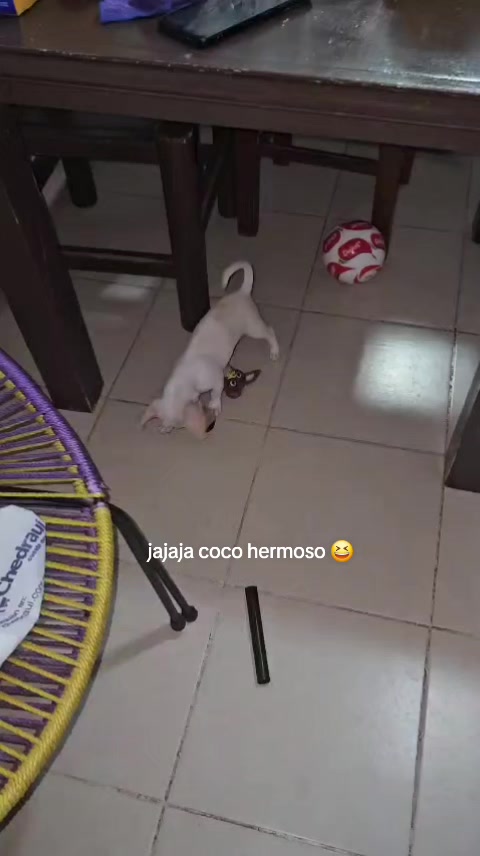@Velez mi vida entera ❤️❤️