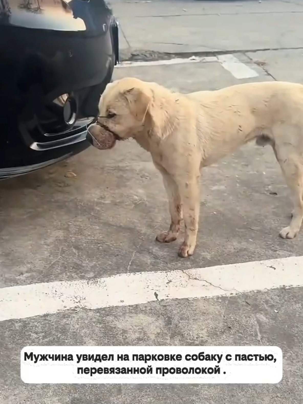 @RescueAnimals Nir