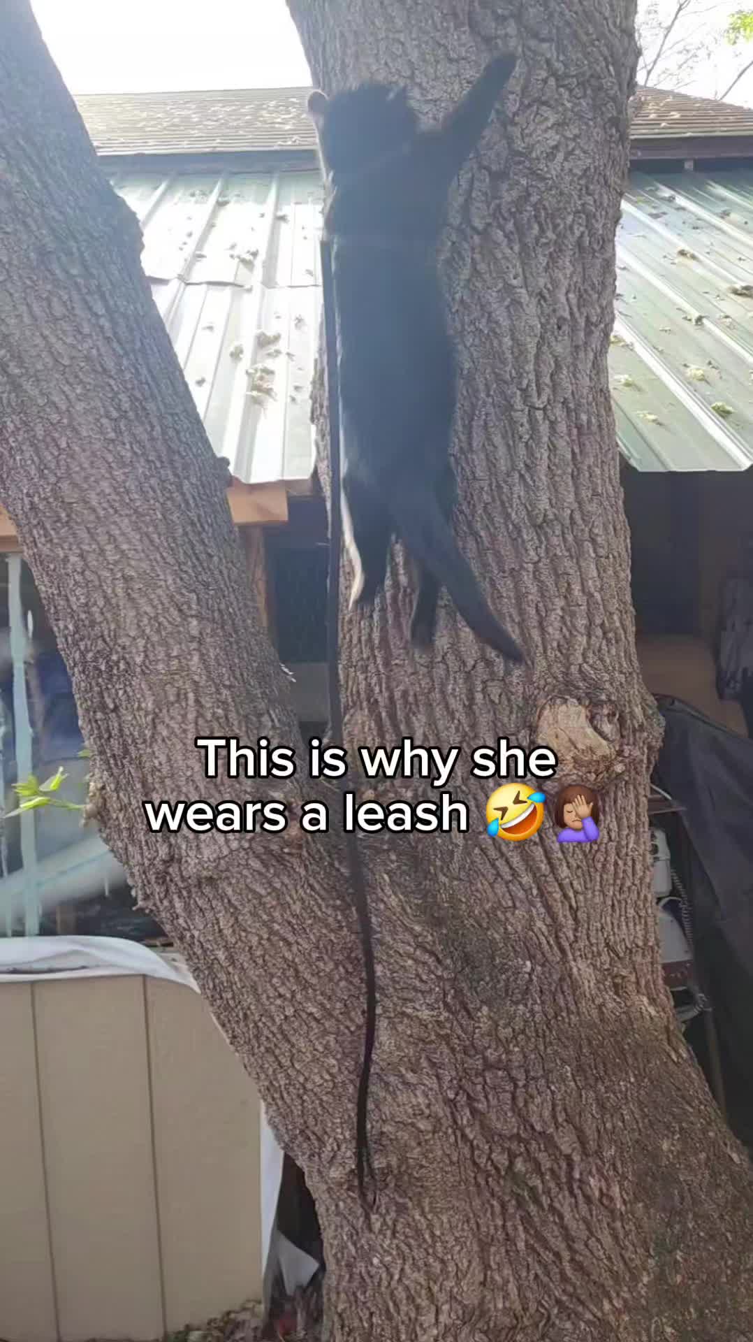 @Alicia ✨️🌱🐛