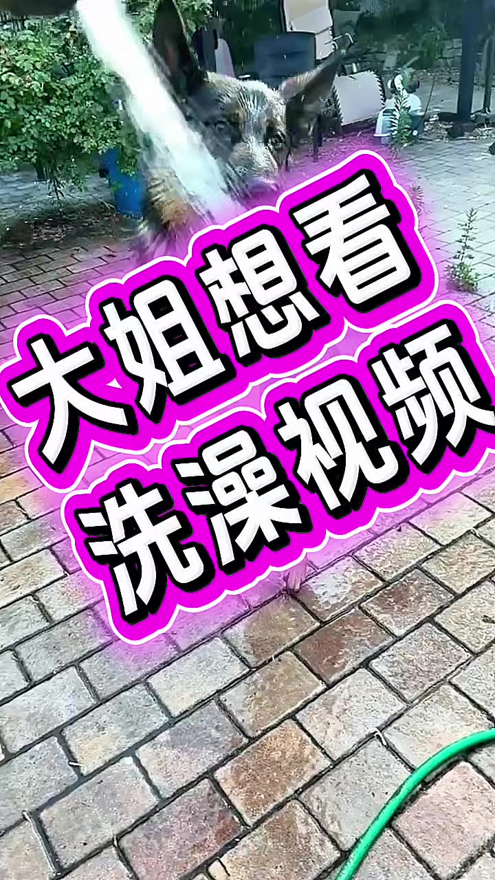 @Ginger-金橘德牧