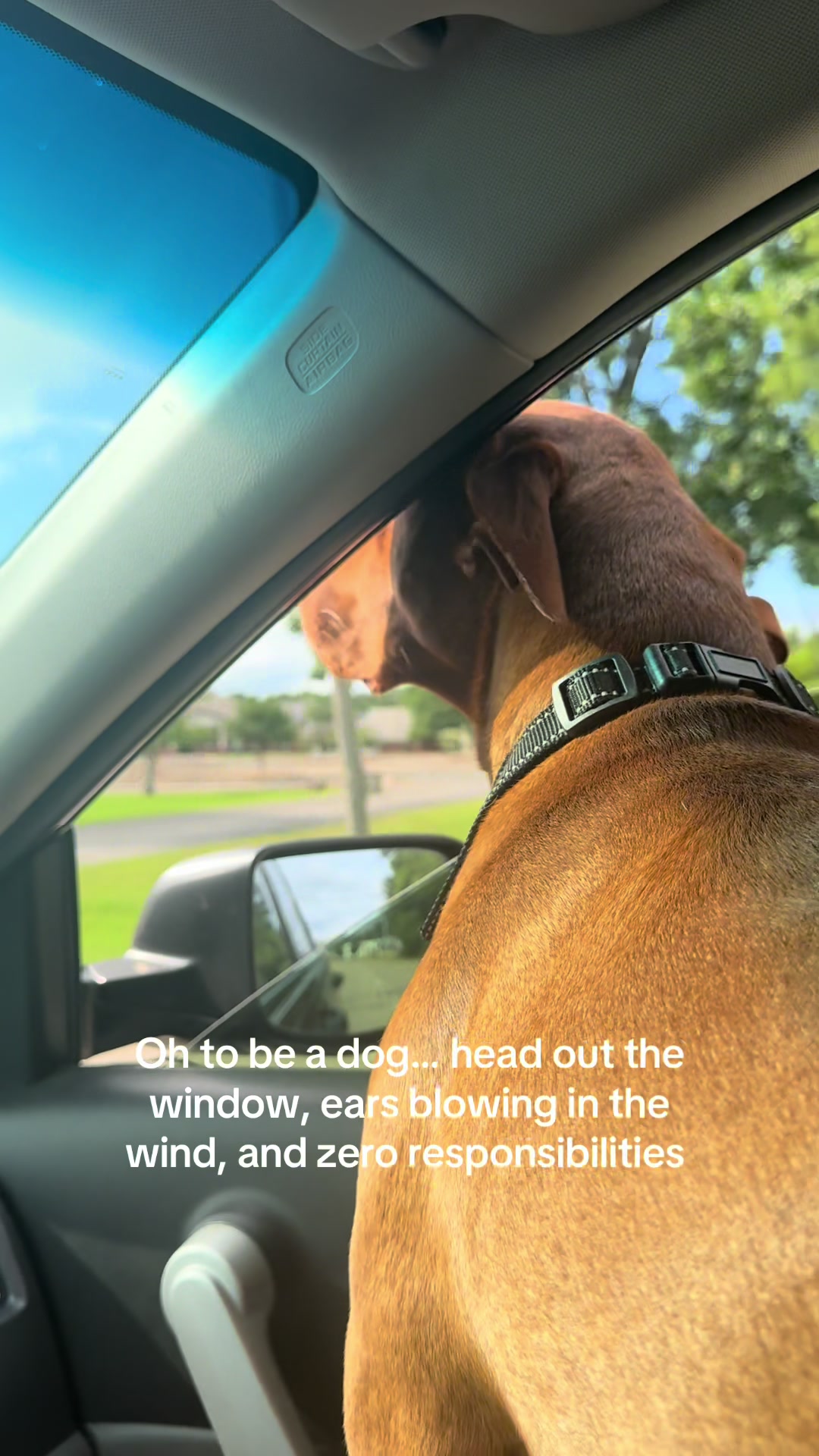 @Tycho the vizsla