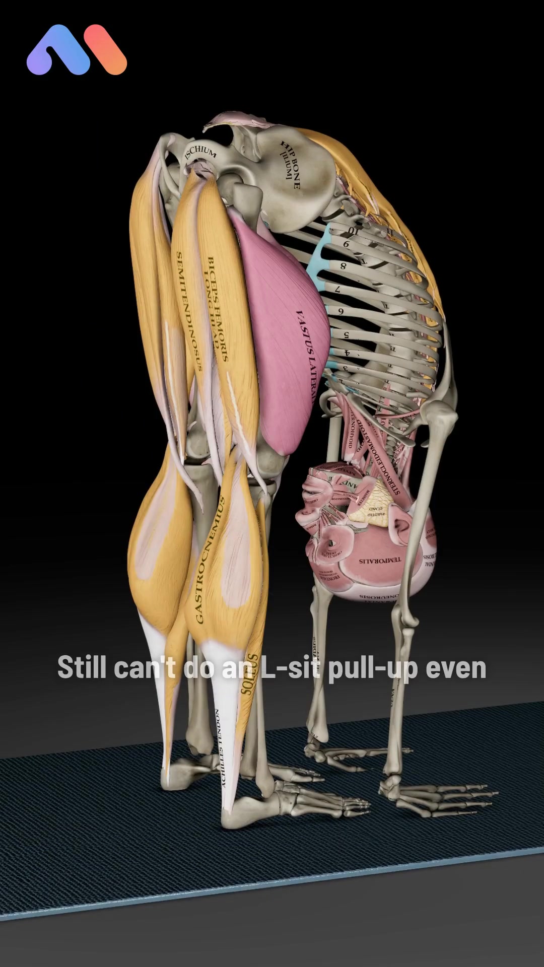 @Muscle & Motion