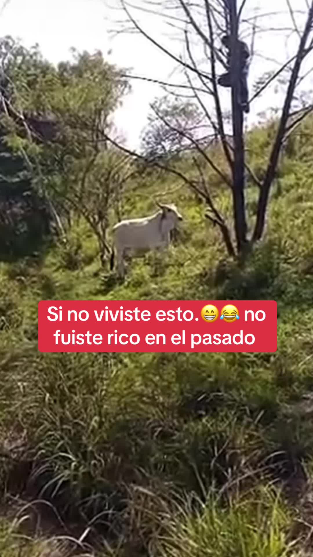 @Estela