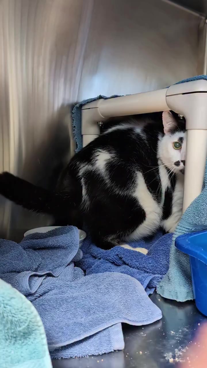 @united Stray haven