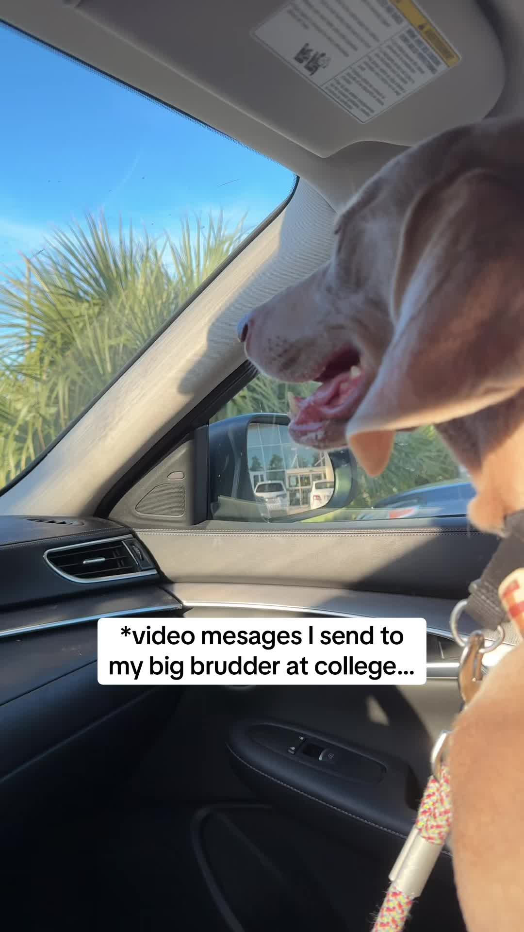 @Zoey the Weim