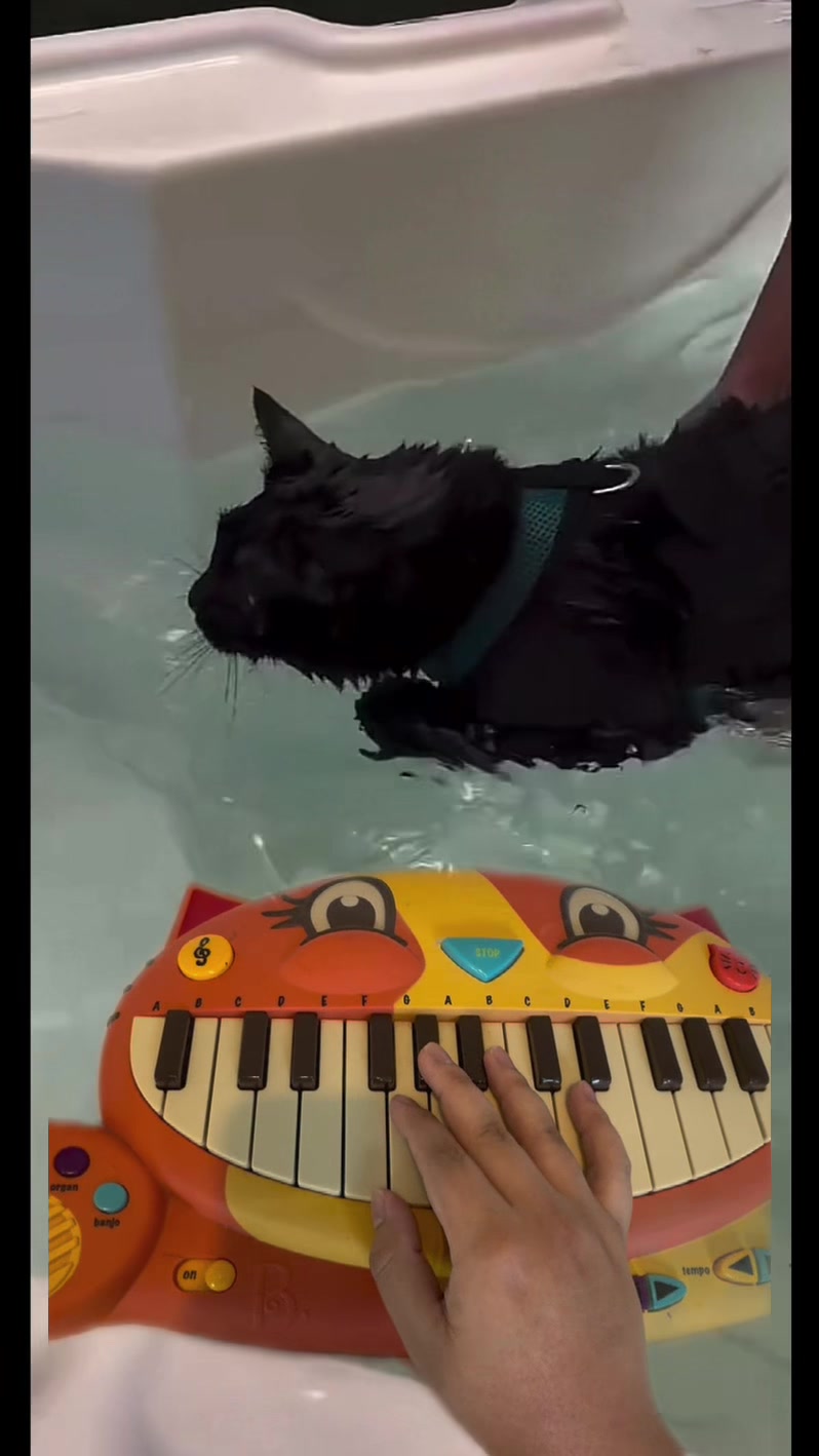@Dave the Cat Piano
