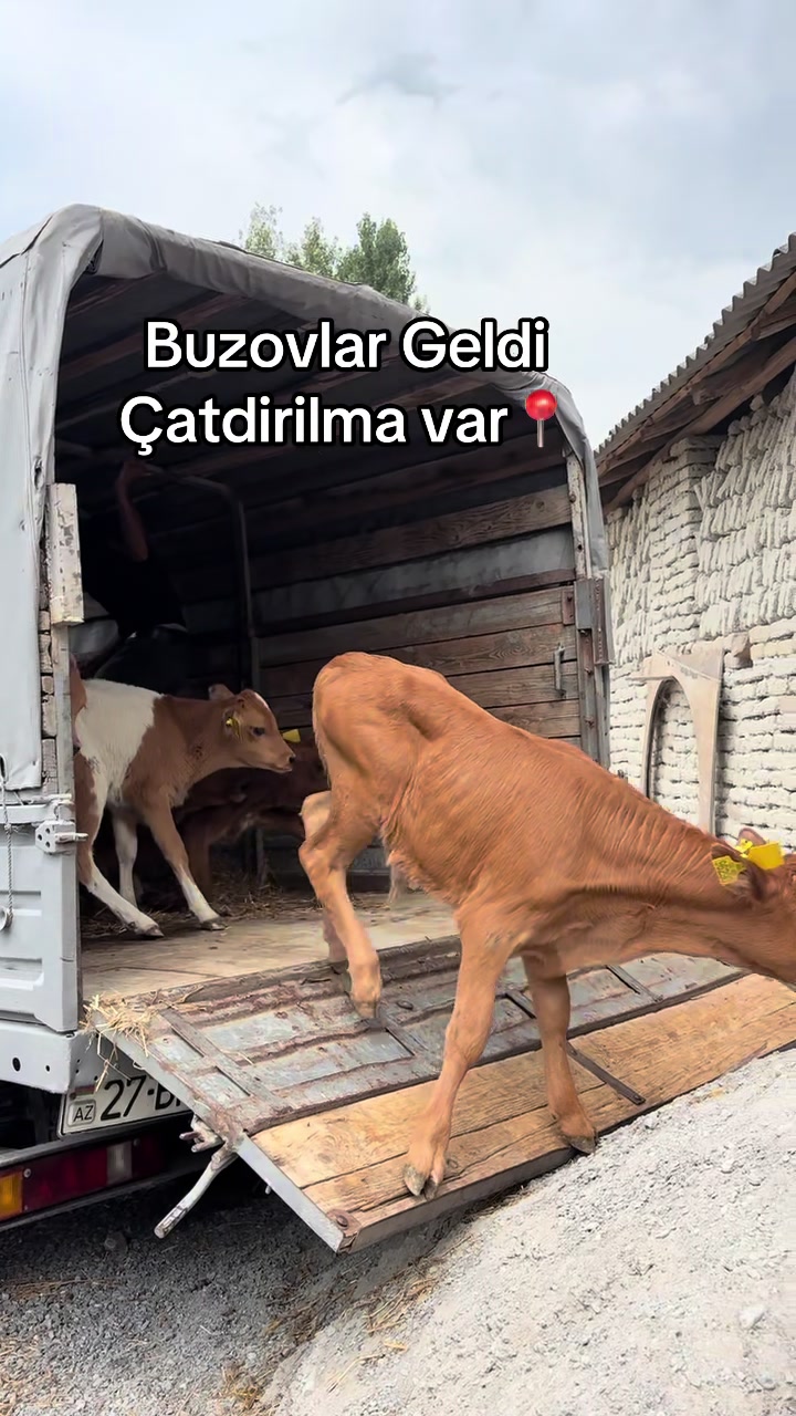 @051.663.50-81