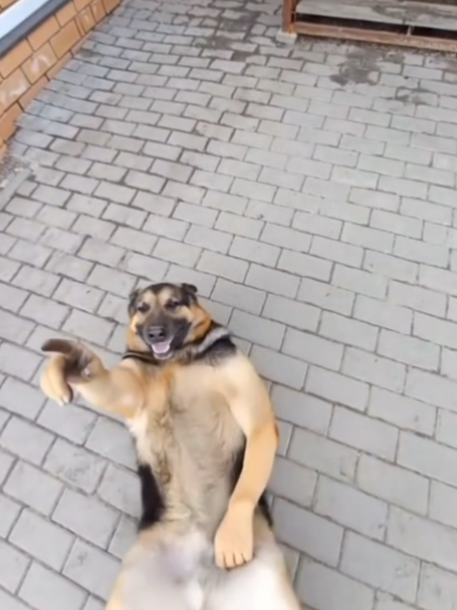 @thedogmeme