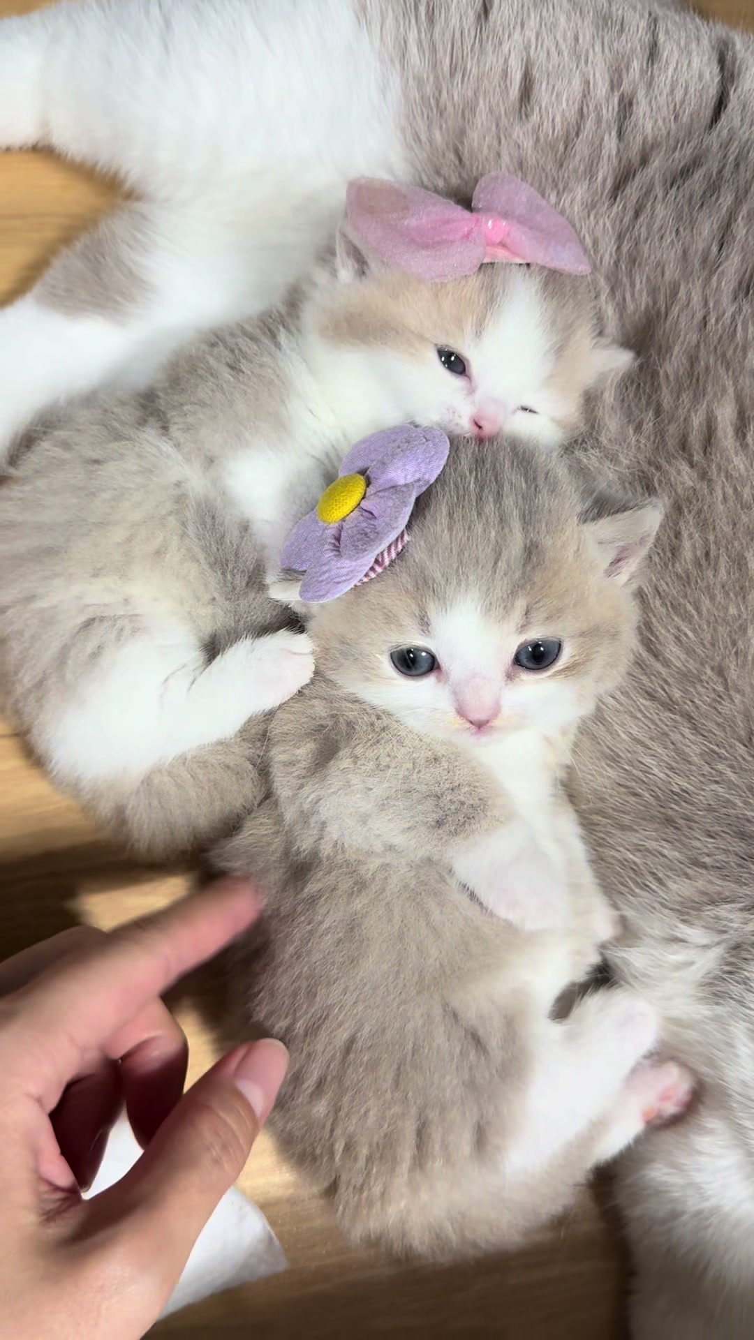 @Nya_냐