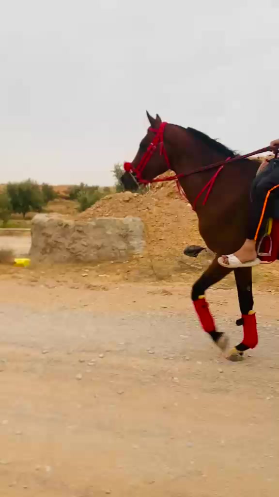 @bader ._. ❤️🔥🐴📍
