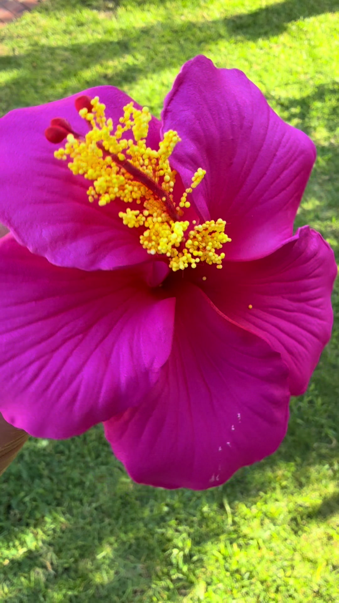 @Island Aesthetica 🌺 Pasifika