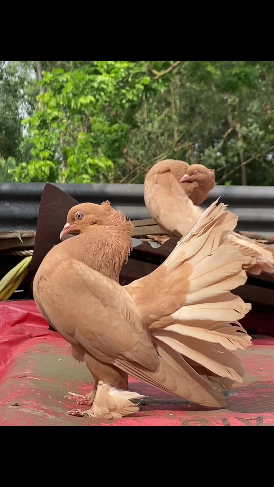 @Rayhan's Pets