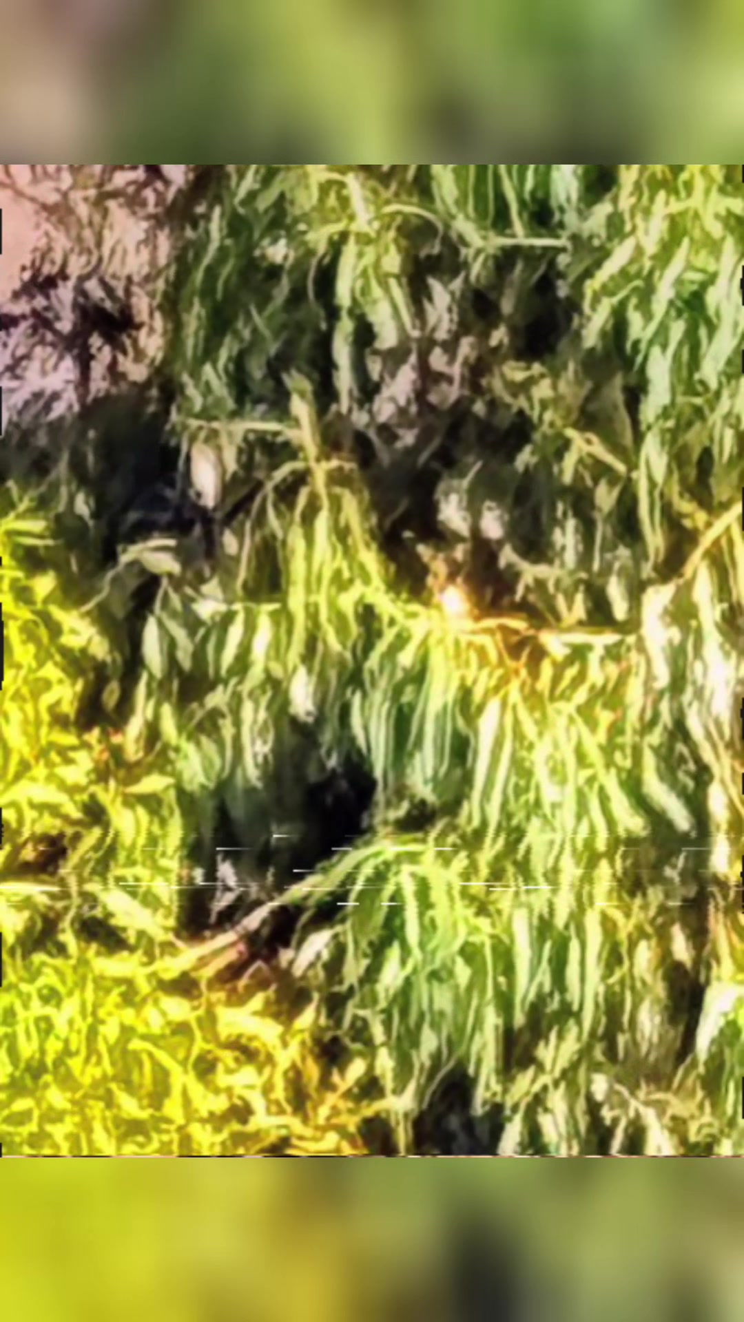 @🌲Forest Friend🌲🙏💗🫈