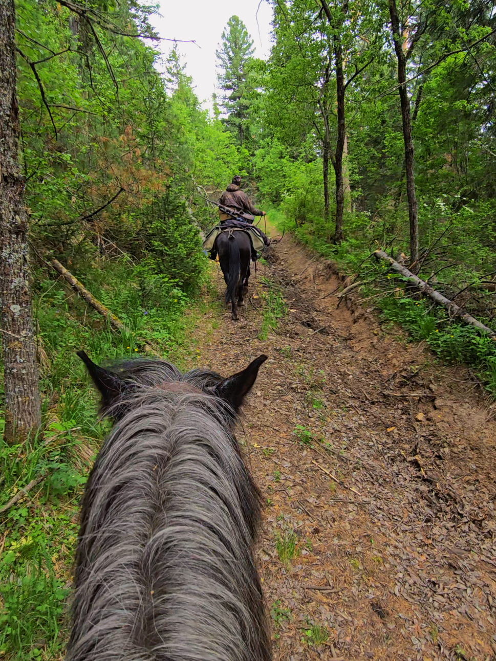 @tg: altaihorses