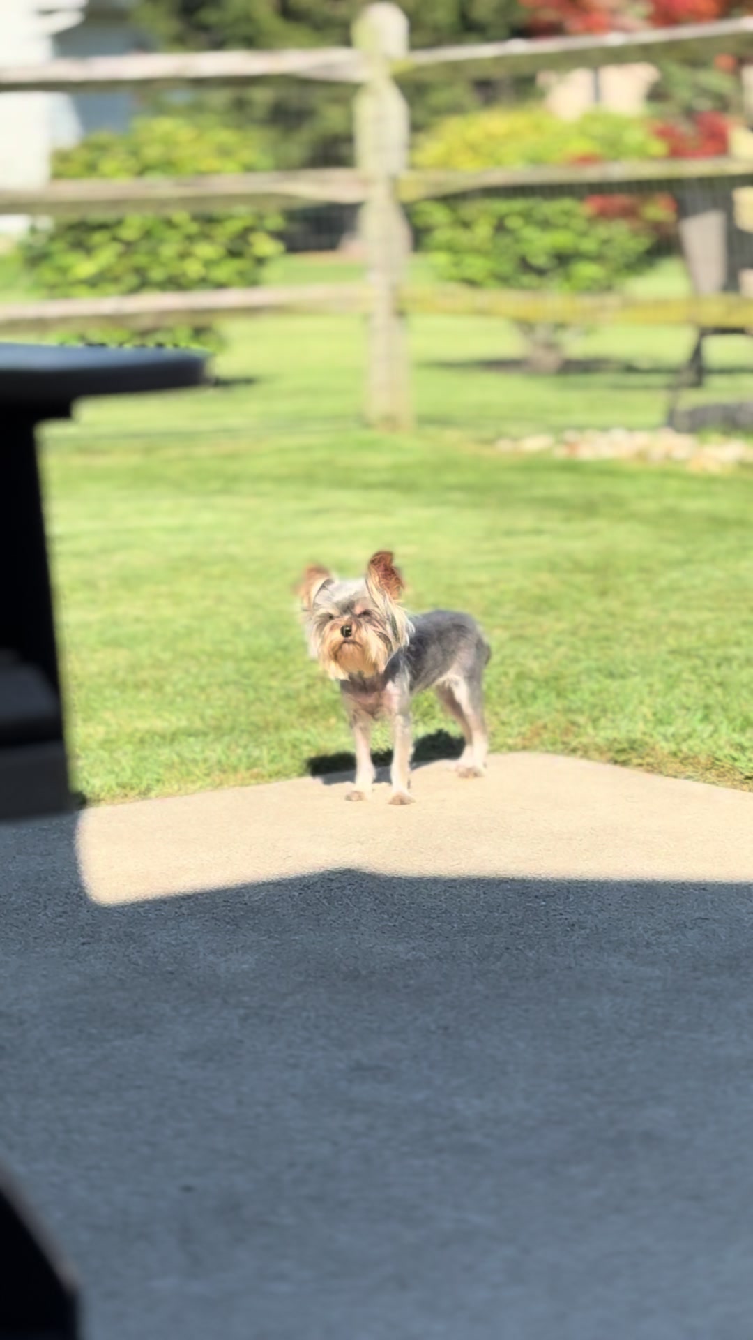 @Kimbrays Yorkies