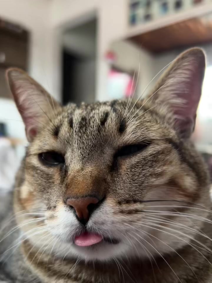 @⚡️&Iacute;LMA MOURA🐈🦁