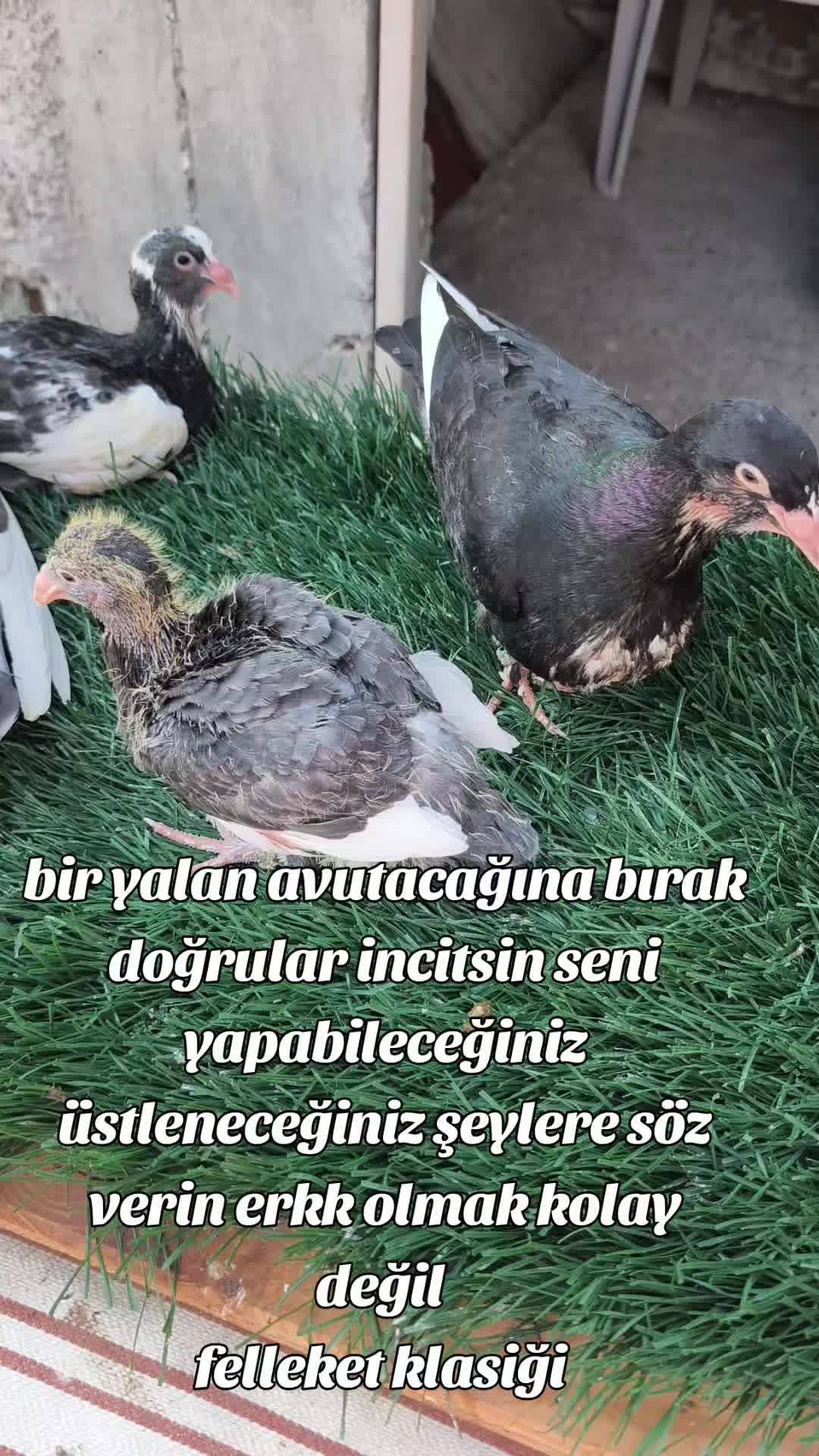 @0163Adanabatarkusu_federasyonu