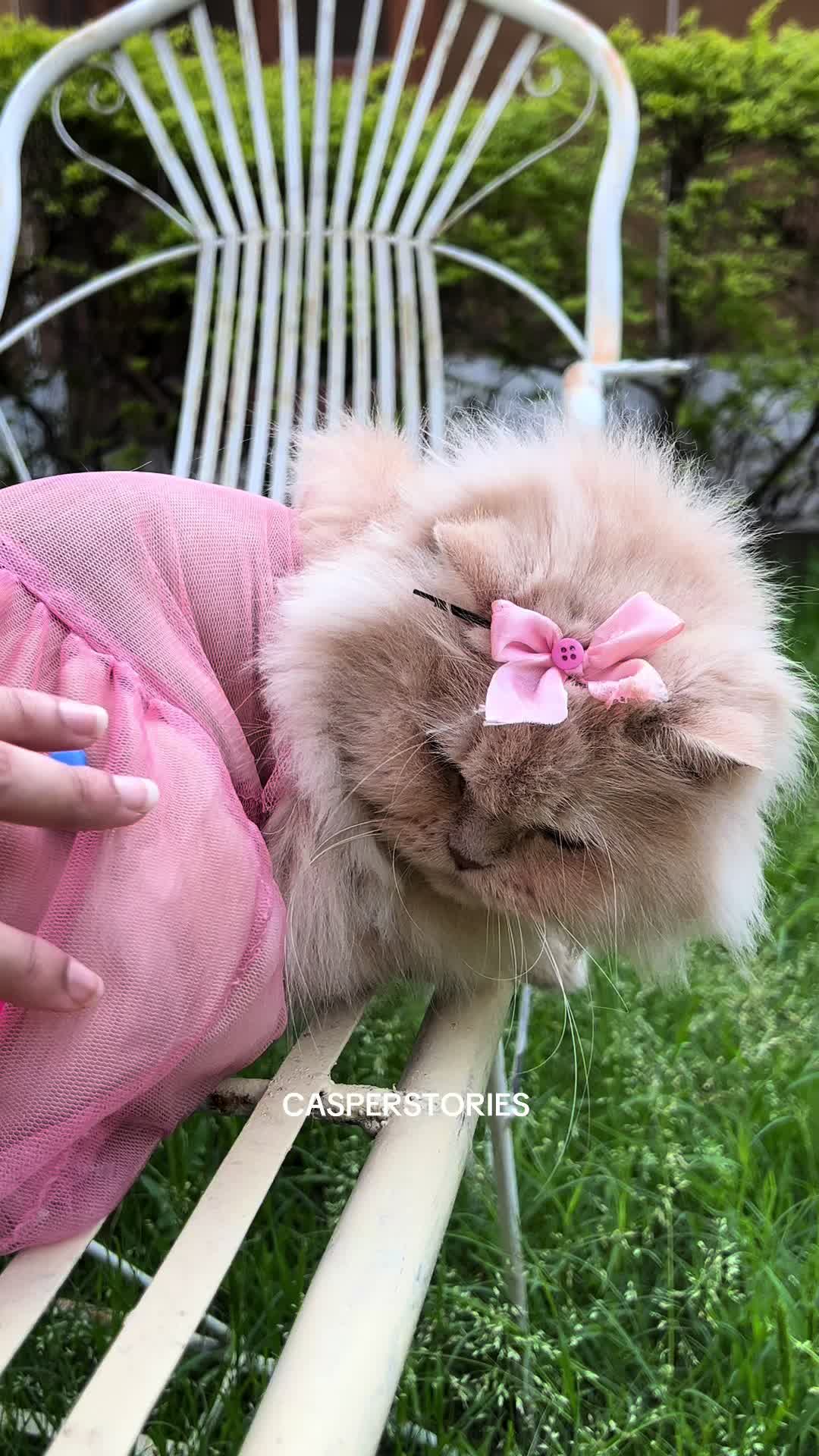 @𝑪𝒂𝒔𝒑𝒆𝒓 & 𝑴𝒊𝒏𝒏𝒊𝒆 🐾