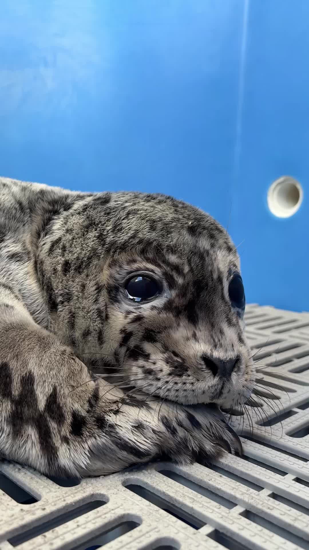 @Marine Mammal Rescue Society