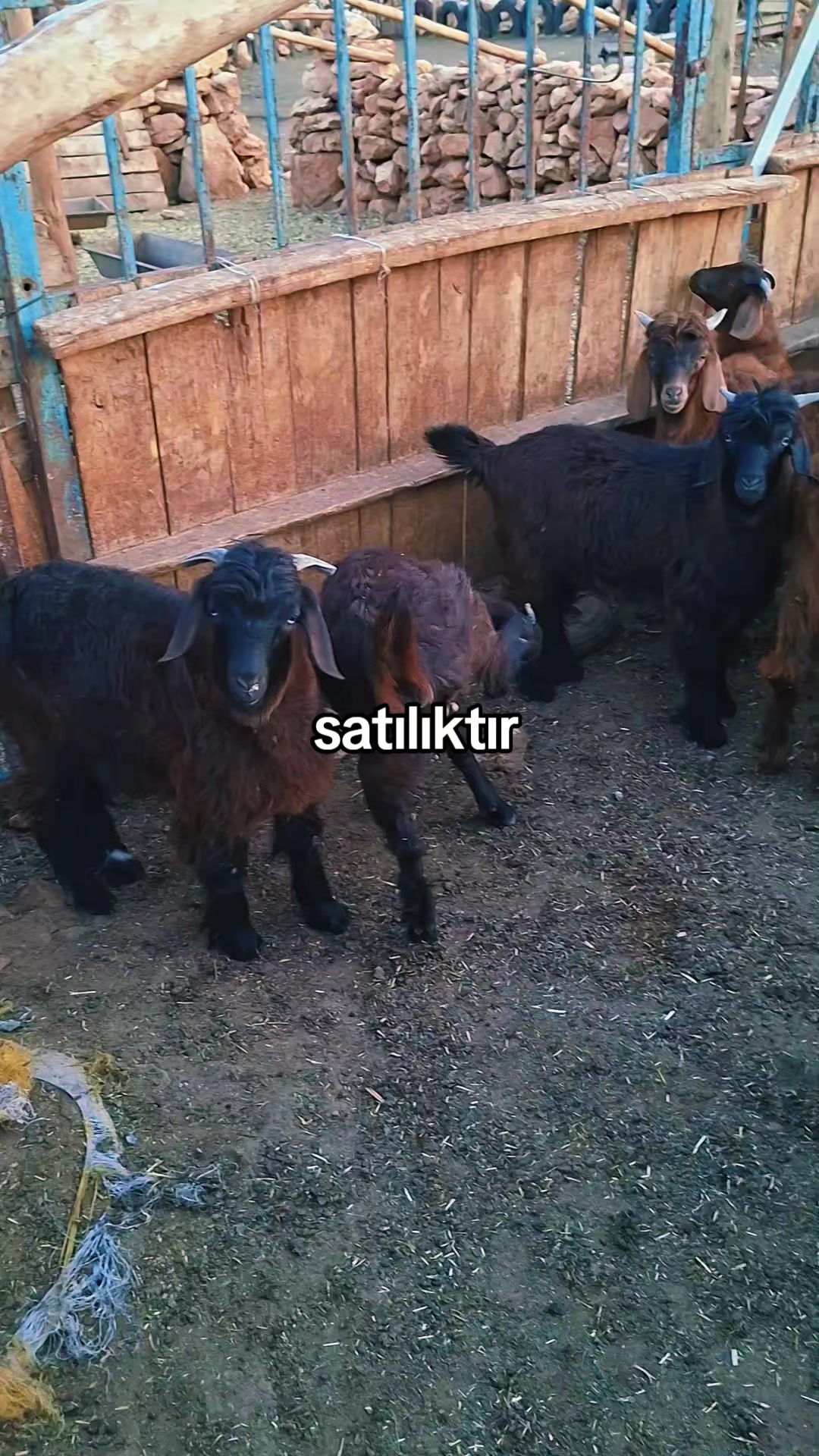 @welat_82
