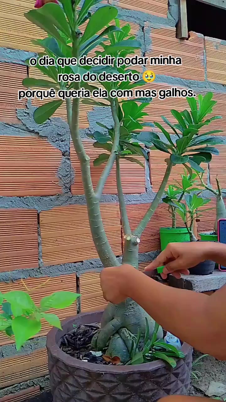 @jardim da neya🪴🌵